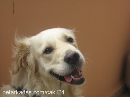 cakıl Dişi Golden Retriever