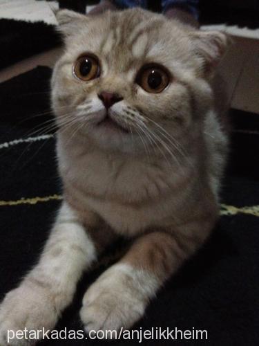 telve Dişi Scottish Fold