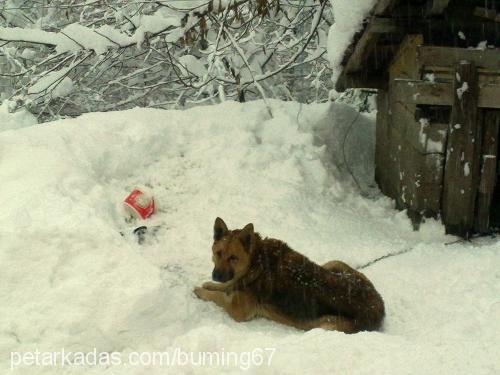 ajan Dişi Alman Çoban Köpeği