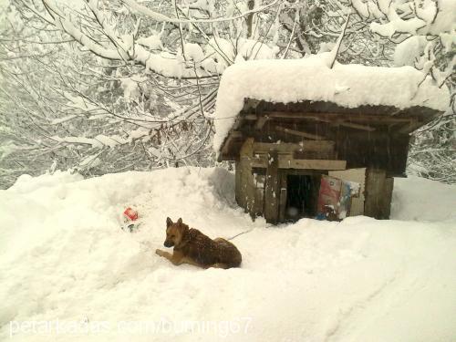 ajan Dişi Alman Çoban Köpeği