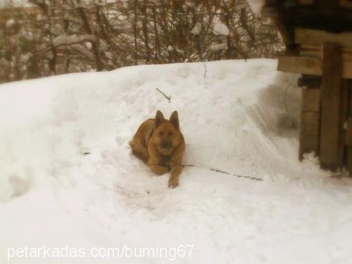 ajan Dişi Alman Çoban Köpeği