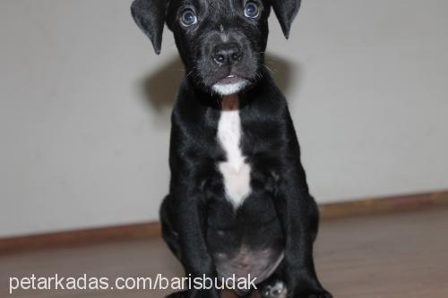 ares Erkek Amerikan Staffordshire Terrier