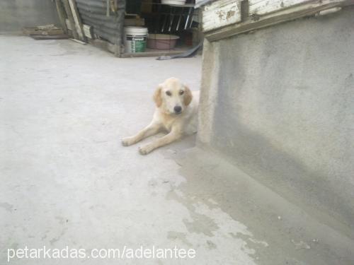 lady Dişi Golden Retriever