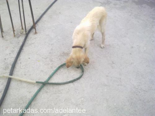 lady Dişi Golden Retriever