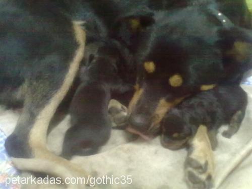 pars Dişi Rottweiler