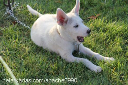 reina Dişi Sibirya Kurdu (Husky)