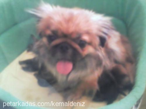 çıtır Dişi Pekingese