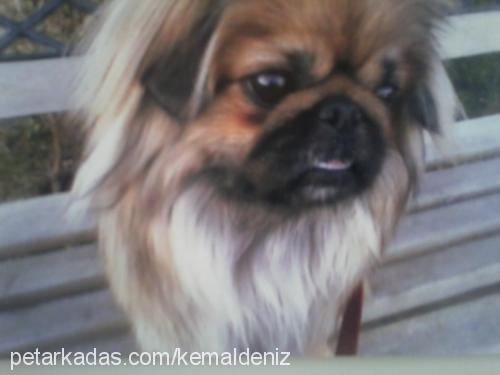 çıtır Dişi Pekingese