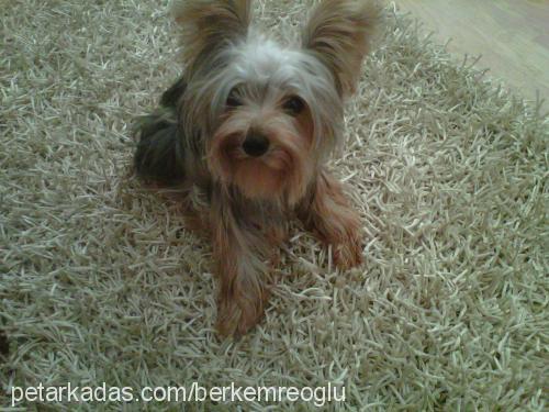 hektor Erkek Yorkshire Terrier