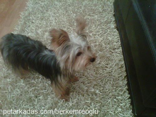 hektor Erkek Yorkshire Terrier