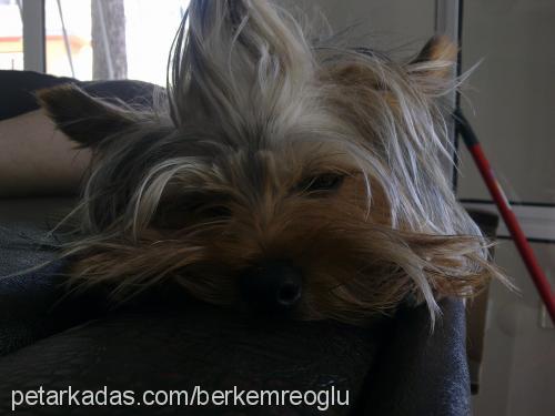 hektor Erkek Yorkshire Terrier