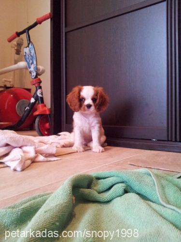 snoopy Erkek Cavalier King Charles Spanieli