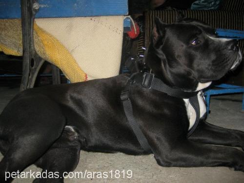 ares Erkek Amerikan Staffordshire Terrier