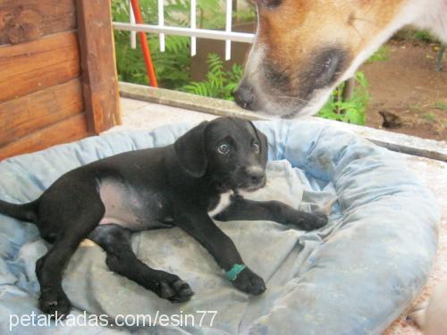 bebiş Dişi Labrador Retriever