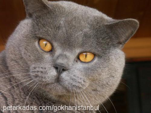 çarşaf Erkek British Shorthair