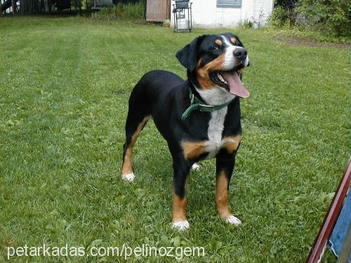 simas Dişi Entlebucher