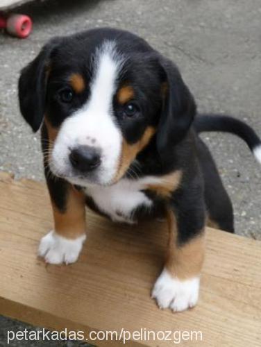 simas Dişi Entlebucher