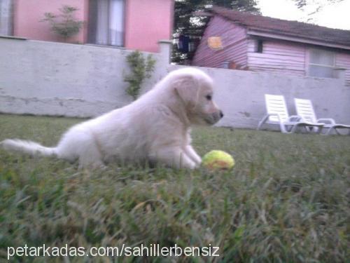 lizaaaa Dişi Golden Retriever