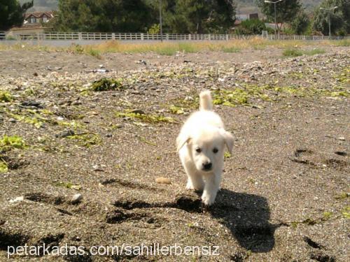 lizaaaa Dişi Golden Retriever