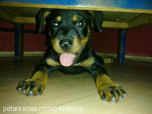 alice Dişi Rottweiler