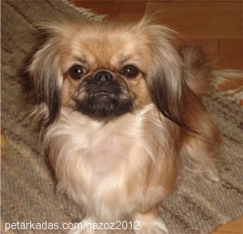 gazoz Erkek Pekingese