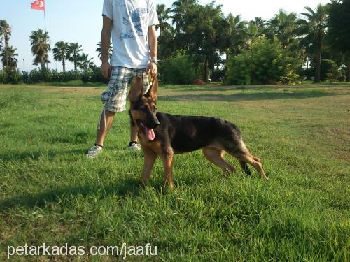 chance Dişi Alman Çoban Köpeği