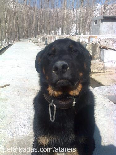 balyoz Erkek Rottweiler