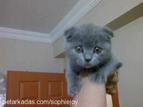 sophie Dişi Scottish Fold