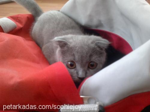 sophie Dişi Scottish Fold