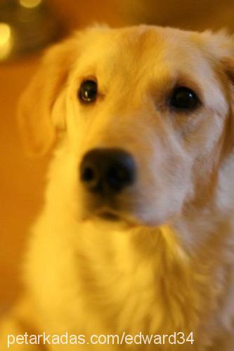 denny Erkek Golden Retriever