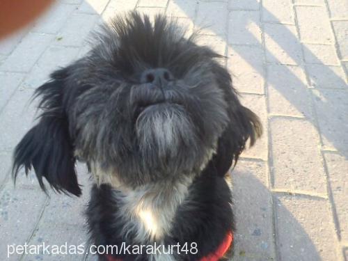 paris Dişi Lhasa Apso