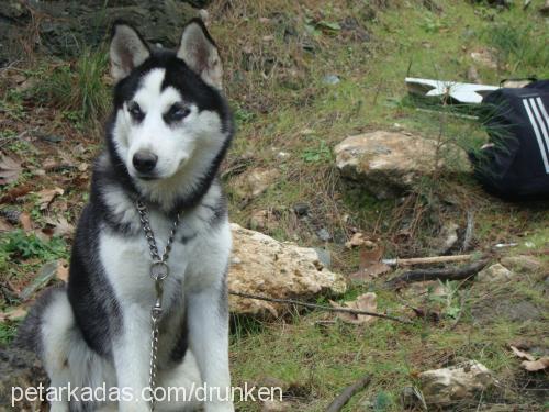 cindy Dişi Sibirya Kurdu (Husky)