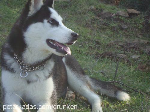 cindy Dişi Sibirya Kurdu (Husky)