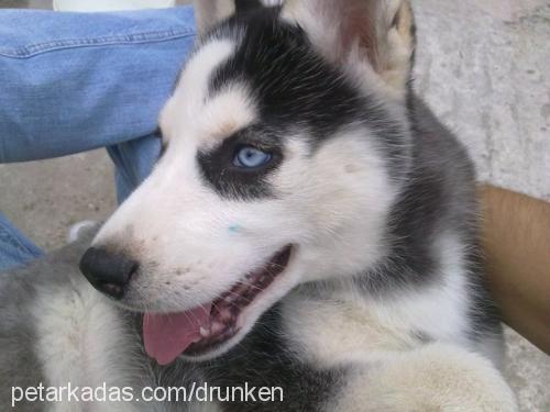 cindy Dişi Sibirya Kurdu (Husky)