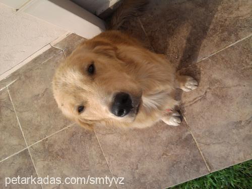 dost Erkek Golden Retriever