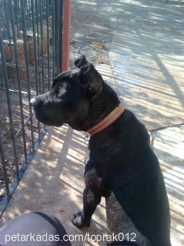 ateş Dişi Cane Corso Italiano