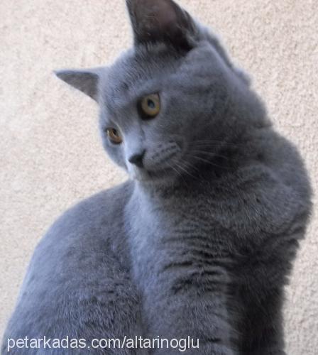 duman Erkek British Shorthair