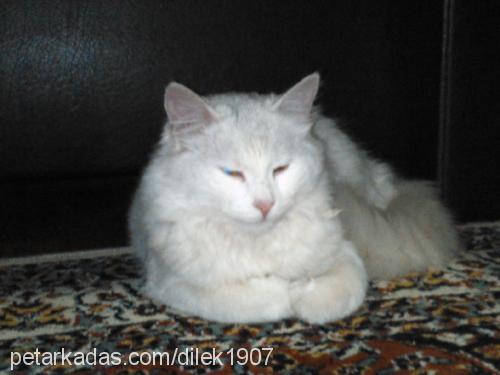 pamuk Dişi Ankara Kedisi (Angora)