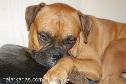 murphy Erkek Boxer