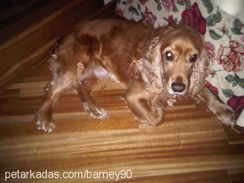 barney Erkek Amerikan Cocker Spaniel