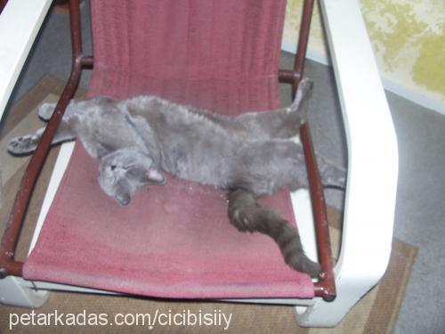 amber Dişi British Shorthair