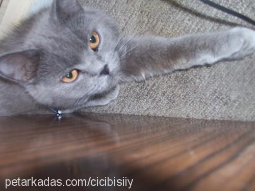 amber Dişi British Shorthair