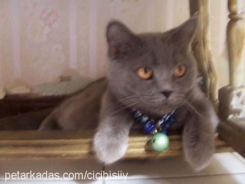 amber Dişi British Shorthair