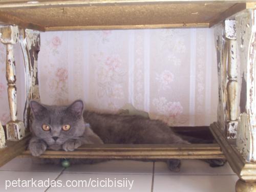 amber Dişi British Shorthair