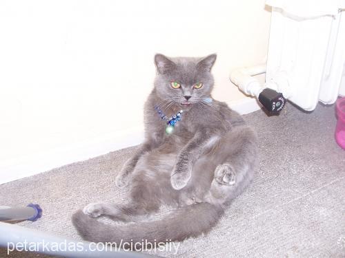 amber Dişi British Shorthair