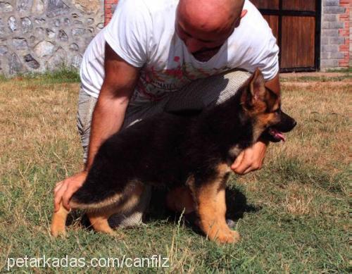 mangovonsofanga Dişi Alman Çoban Köpeği