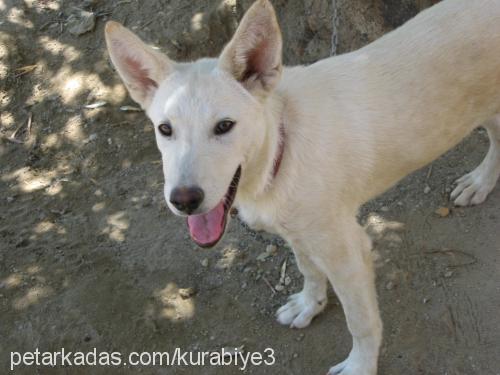 asya Dişi Sibirya Kurdu (Husky)