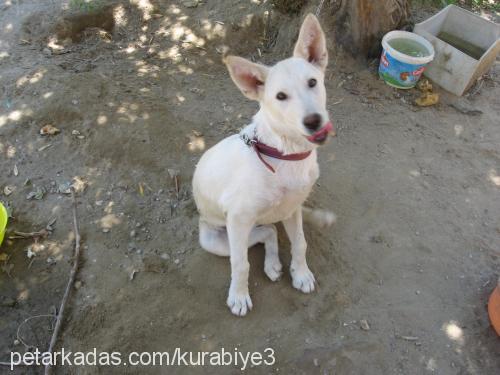 asya Dişi Sibirya Kurdu (Husky)