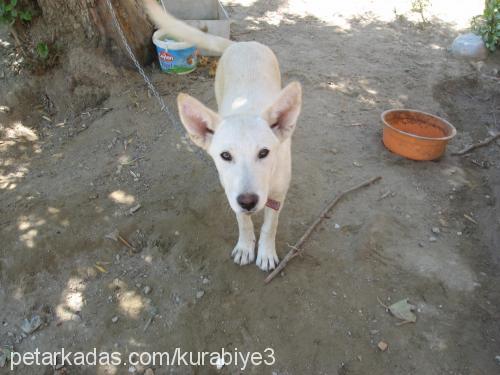 asya Dişi Sibirya Kurdu (Husky)