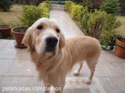 pars Erkek Golden Retriever